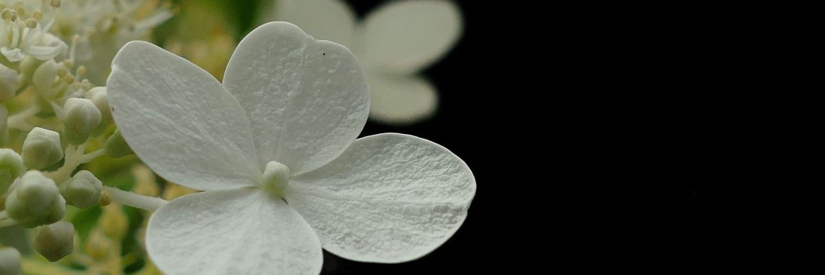 Weiße Blume Weiße Blume