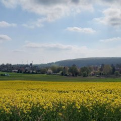 Wendelsheim Rapsfeld