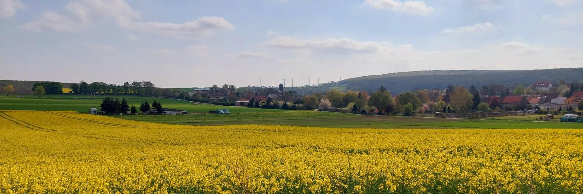 Wendelsheim Rapsfeld