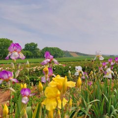 Pfingstrosen bei Wonsheim
