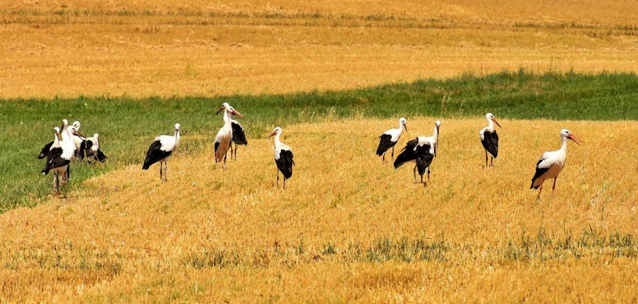 Störche auf Getreidefeld