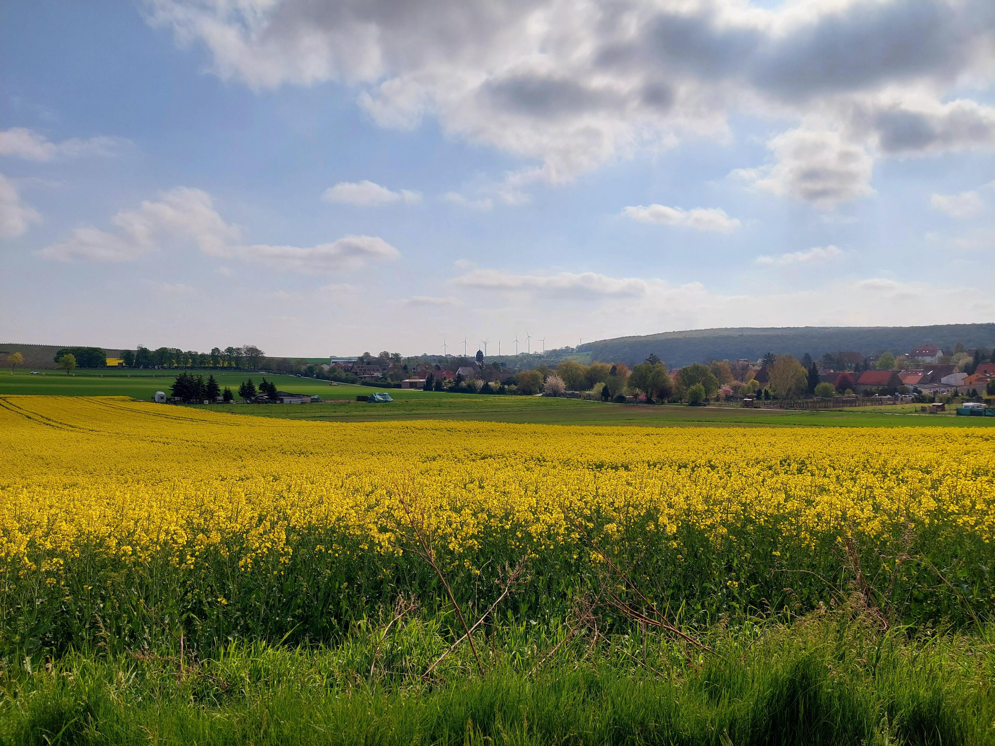 Wendelsheim Rapsfeld